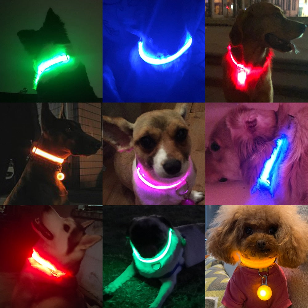 Safety Led Dog Collar