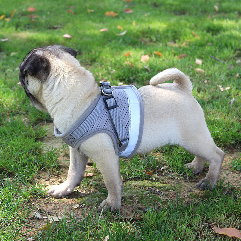 Dog Harness and Leash Set