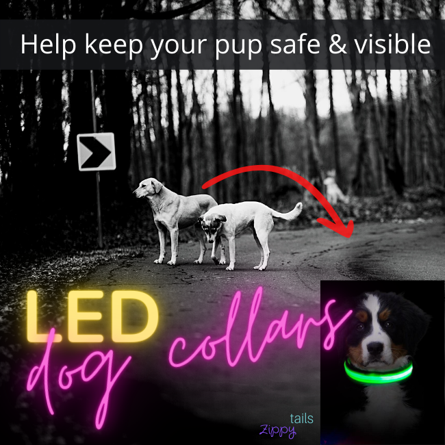 Safety Led Dog Collar
